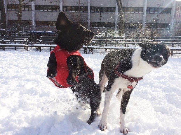 Teddy and his new found friend do a little dance to The Black Keys
